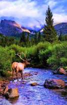 Олень с красивыми рогами у водопоя