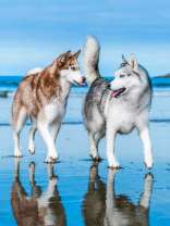 Пара хаски на подтаявшей льдине