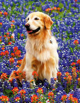 Длинношерстый лабрадор на поле цветов