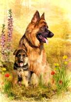 Овчарка со своим щенком на лугу