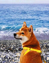 Рыжий пес на фоне моря