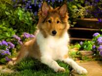 Щенок колли в саду