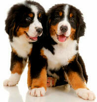 Два щенка породы бернский зенненхунд