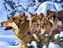 Три волка в зимнем лесу