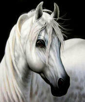Белый жеребец
