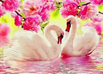 Пара лебедей среди цветов