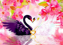 Черный и белый лебедь в цветах