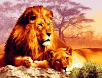 Лев с львицей на отдыхе