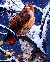 Гордый орёл на дереве