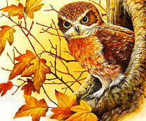 Сыч в дупле