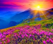 Лучи солнца на цветочной поляне в горах