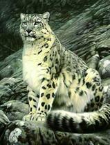 Большой снежный барс на скале