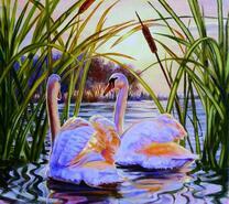 Лебеди в камышах на озере