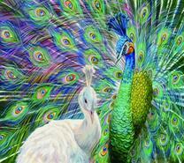 Белая пава и павлин