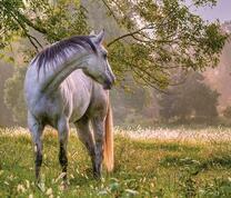 большая лошадь под деревом на летней поляне
