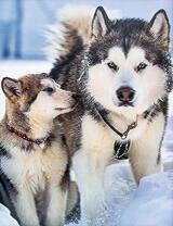 Собака маламут и ее щенок