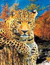 Леопард на фоне осеннего леса