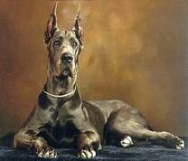 Большой пёс породы дог