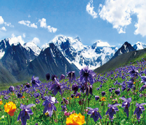 Поляна синих цветов в горах