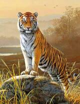 Гордый молодой тигр на камне