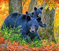 Мишки с мамой в осеннем лесу