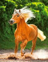 Стремительный бег молодого жеребца
