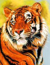 Большой и милый тигр