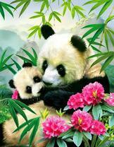 Красивые панды и яркие цветы