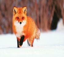 Рыжая лиса идет по снегу