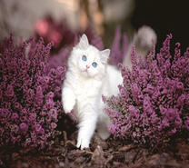 Белоснежный котенок среди лаванды