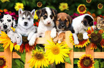 Щеночки на садовом заборе с цветами