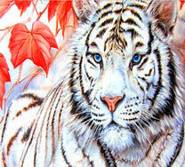 Белый тигр среди красных листьев