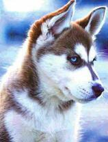 Голубоглазый щенок лайки