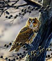 Филин на большом дереве