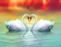 Влюбленные лебеди на фоне яркого заката
