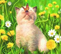 Белый котенок с бабочкой на носу