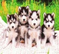 Пушистые щенки хаски на пикнике