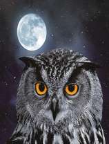 Серый филин в полнолуние