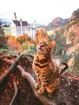 Полосатый кот на фоне замка