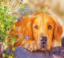 Мохнатый лабрадор и полевые цветочки