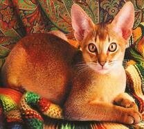 Абиссинская кошка и осенние тона