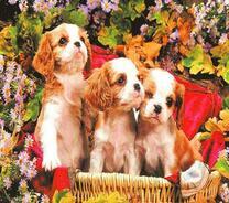 Три щеночка и полевые цветы