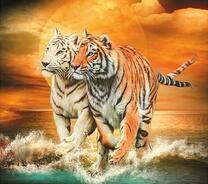 Пара тигров у морского берега