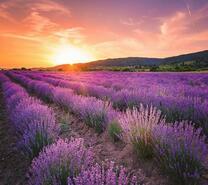 Поле цветущей лаванды под лучами солнца