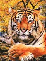 Взрослый тигр в осеннем лесу