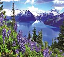 Цветущая лаванда у горного озера