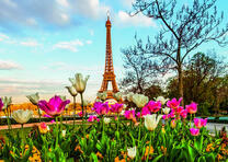 Белые и розовые тюльпаны на фоне Эйфелевой башни