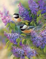 Воробушки на ветви сирени