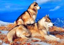 Волки отдыхают на скале