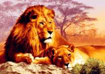 Львы отдыхают перед ночной охотой